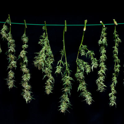 Benefits Of Cannabis Trimming | CATLAB, LLC