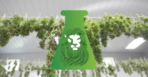 Drying and Curing Cannabis - CATLAB