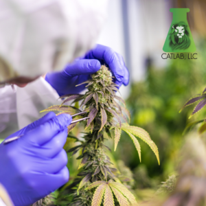 cannabis testing laboratory in Maine