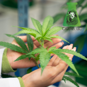 Cannabis Health Risks Prevention