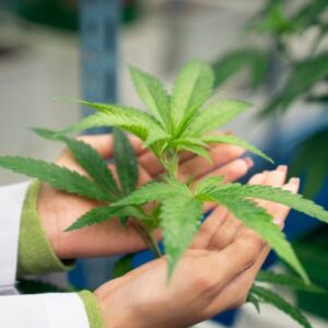 Ensuring Reliable Cannabis Testing