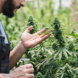 How CATLAB LLC Supports Safe Cannabis