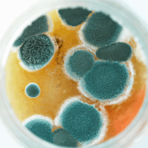 The Role of Microbes and Mold