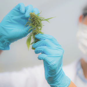 A Streamlined Testing Experience for Maine Operators